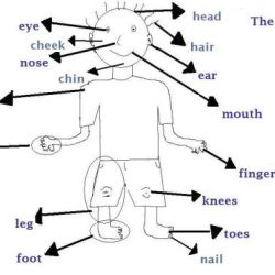 Drawing free body diagrams worksheet