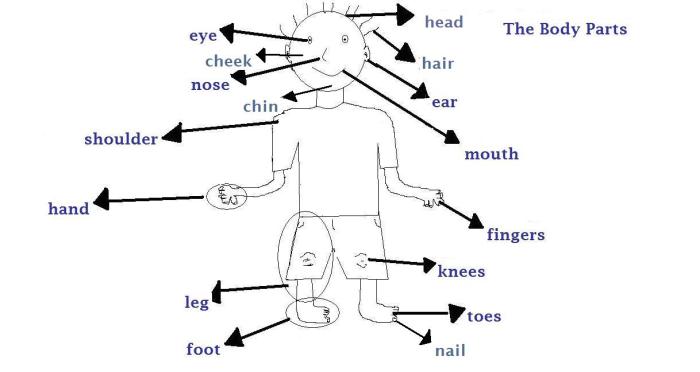 Drawing free body diagrams worksheet