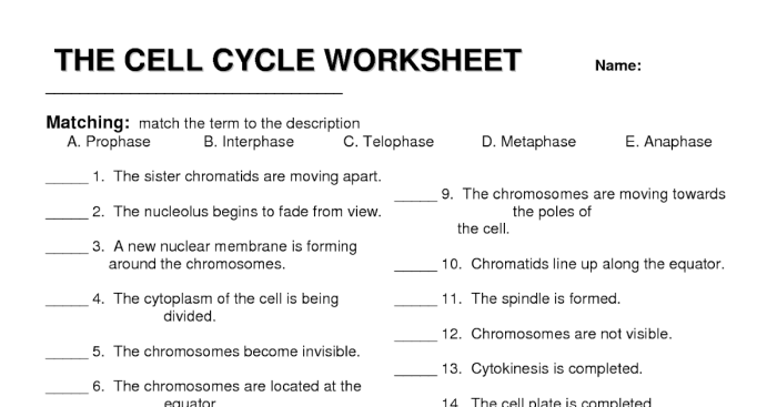 Chromosome worksheet answer key pdf