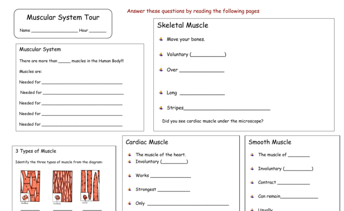 The skeletal and muscular systems worksheet