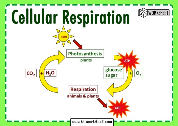 Cell respiration worksheet answer key