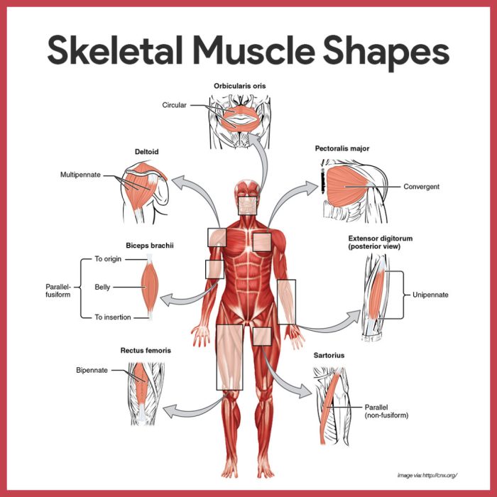 The skeletal and muscular systems worksheet