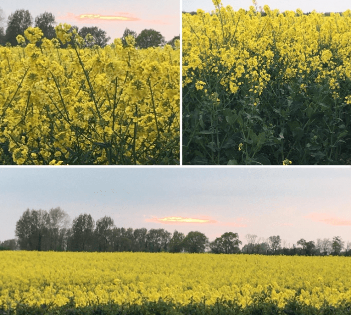 A purebred plant that has yellow flowers