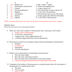 Meiosis review worksheet answer key pdf