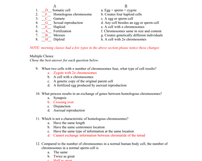 Meiosis review worksheet answer key pdf