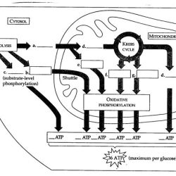 Cell respiration worksheet answer key