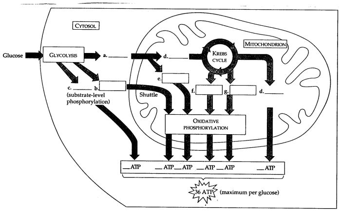 Cell respiration worksheet answer key