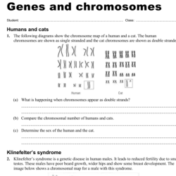 Chromosome worksheet answer key pdf