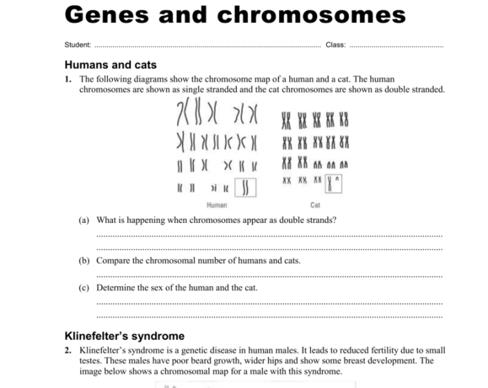 Chromosome worksheet answer key pdf