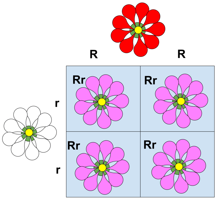 Monohybrid cross square punnett biology flower flowers breeding pea igcse mendel purple plants traits mendelian crossed genotypes phenotypes true offspring